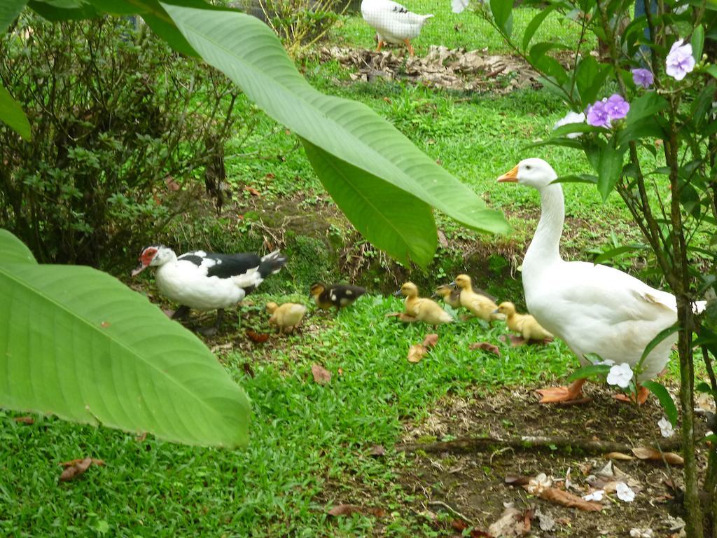 Hotel Roca Negra Del Arenal La Fortuna Exteriér fotografie